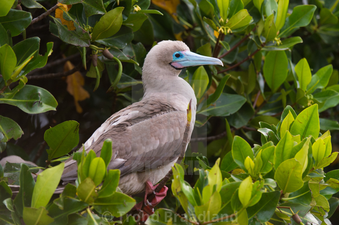 "Red-footed booby" stock image