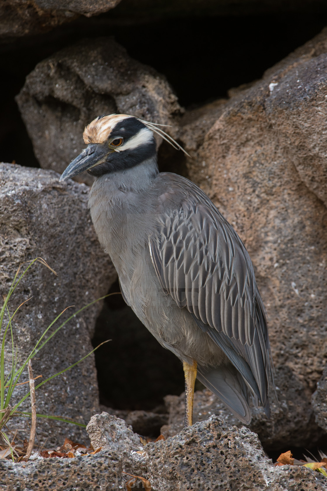 "Yellow-crowned night heron" stock image