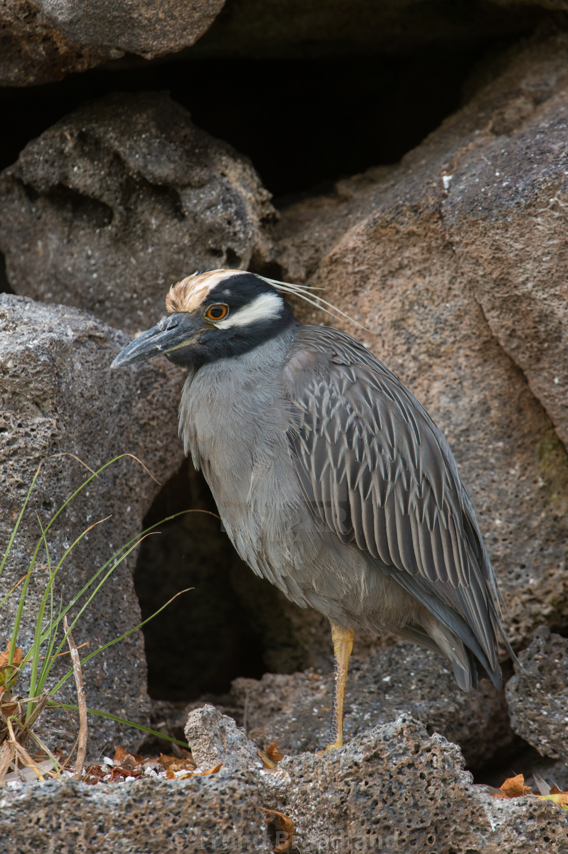 "Yellow-crowned night heron" stock image