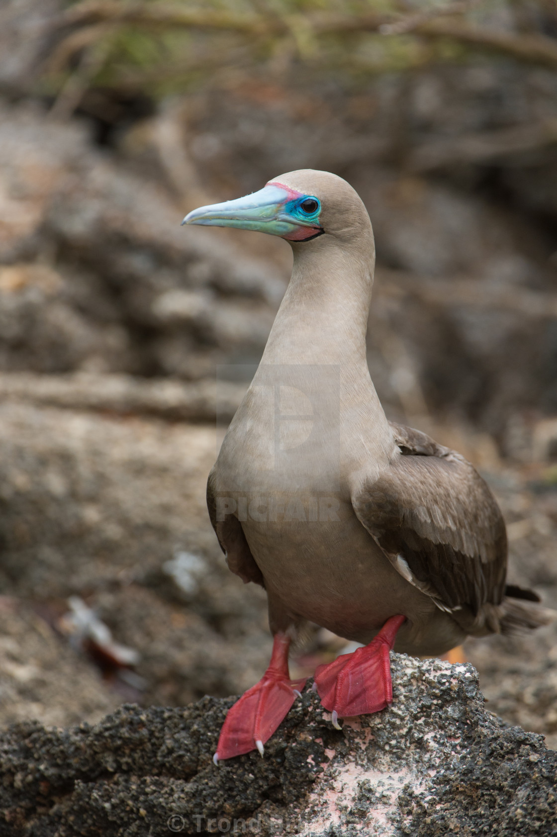 "Red-footed booby" stock image