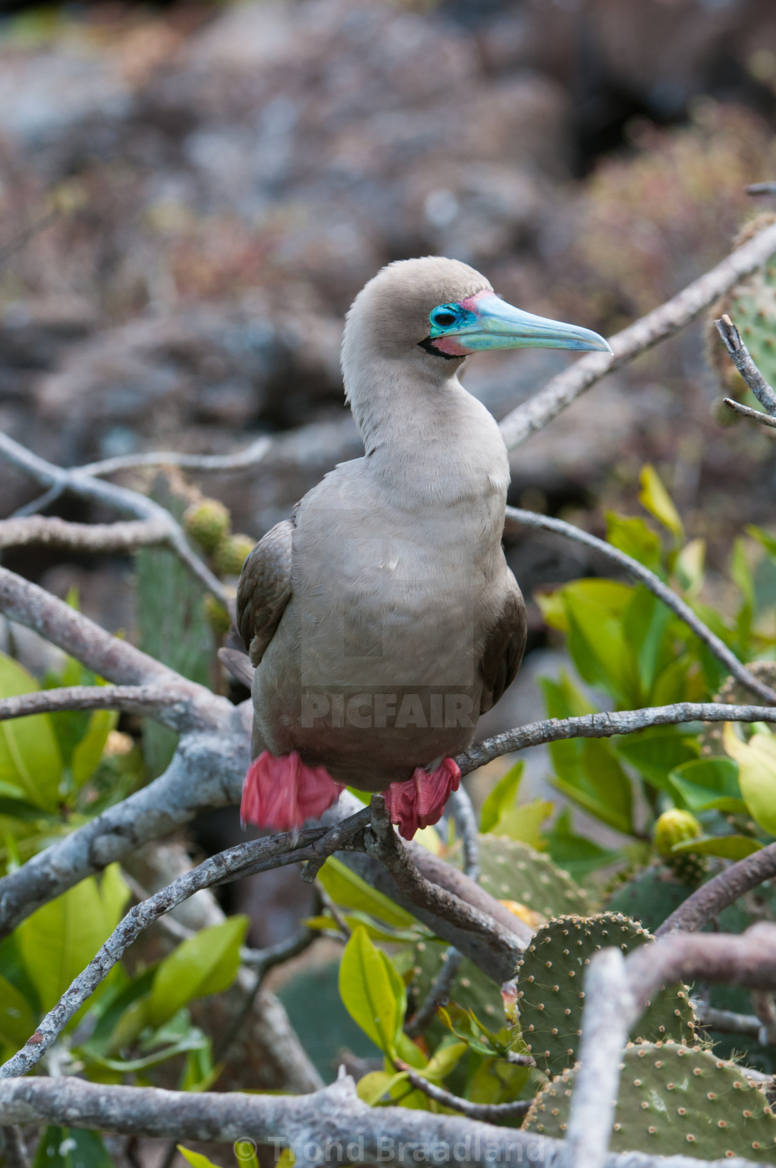 "Red-footed booby" stock image