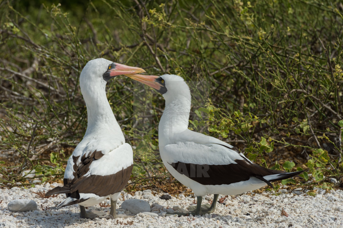 "Nazca boobies" stock image