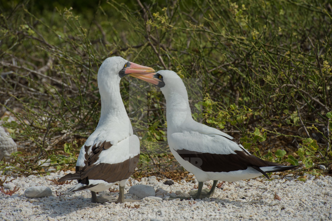 "Nazca boobies" stock image