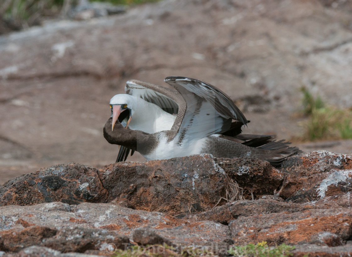 "Nazca booby" stock image