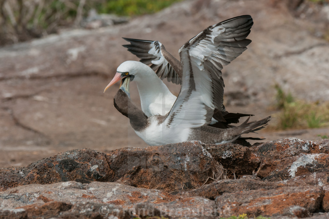 "Nazca booby" stock image