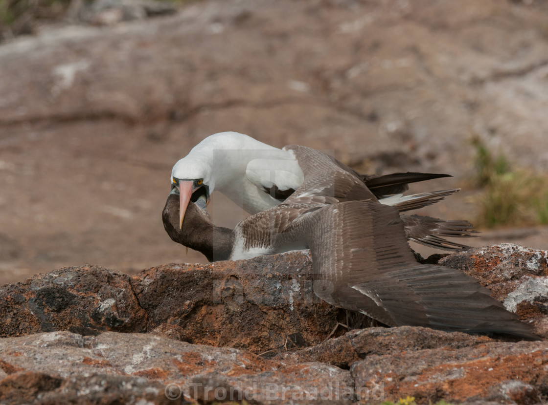 "Nazca booby" stock image