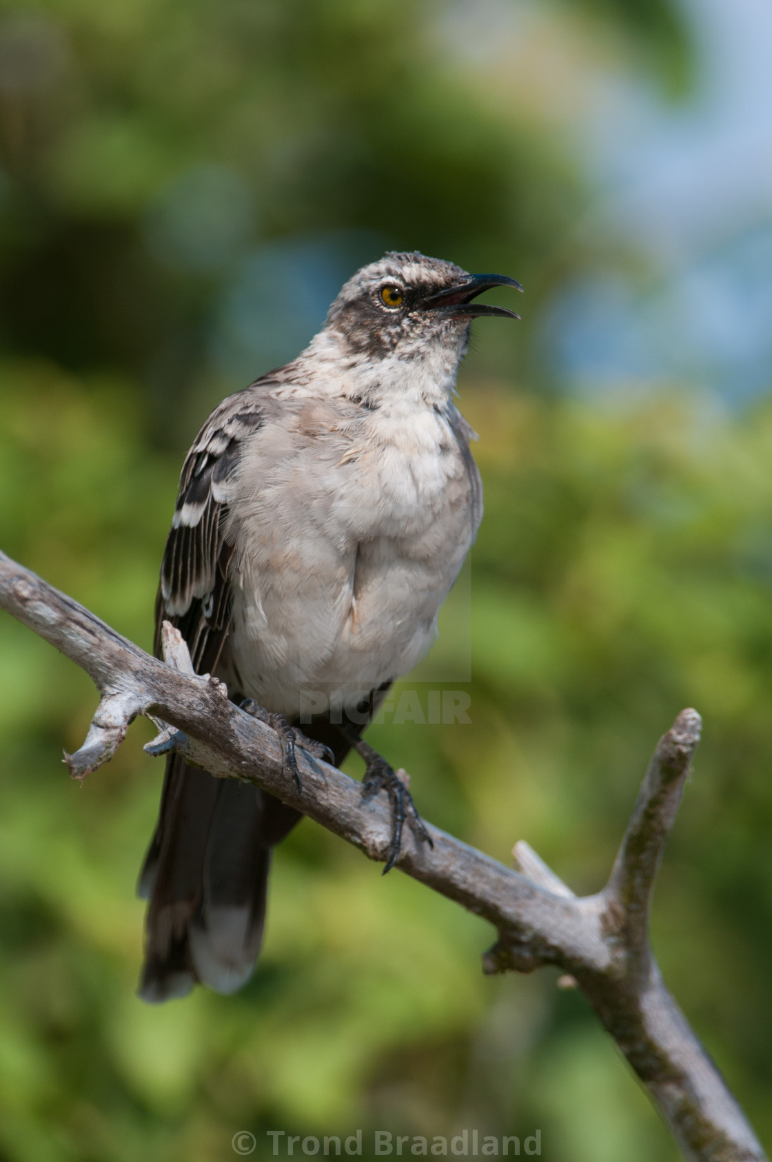 "Galapagos mockingbird" stock image