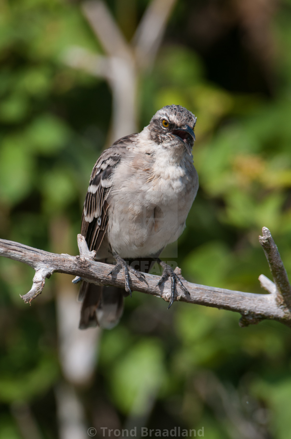 "Galapagos mockingbird" stock image