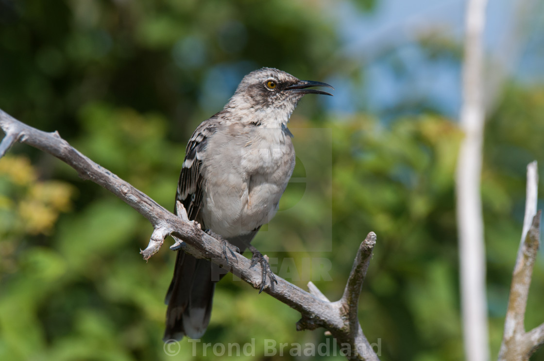 "Galapagos mockingbird" stock image