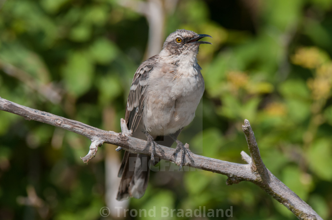 "Galapagos mockingbird" stock image