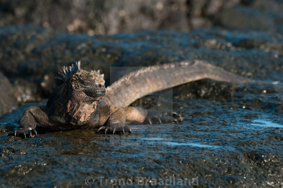 "Marine iguana" stock image