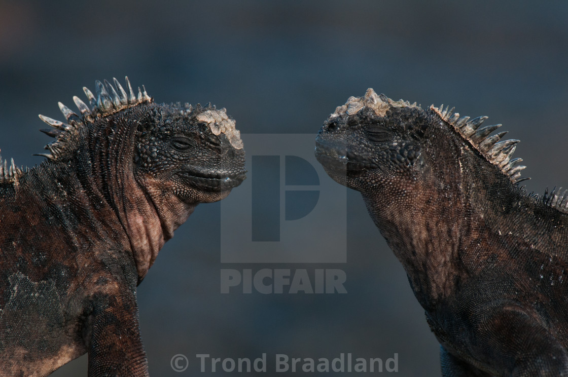 "Marine iguanas" stock image