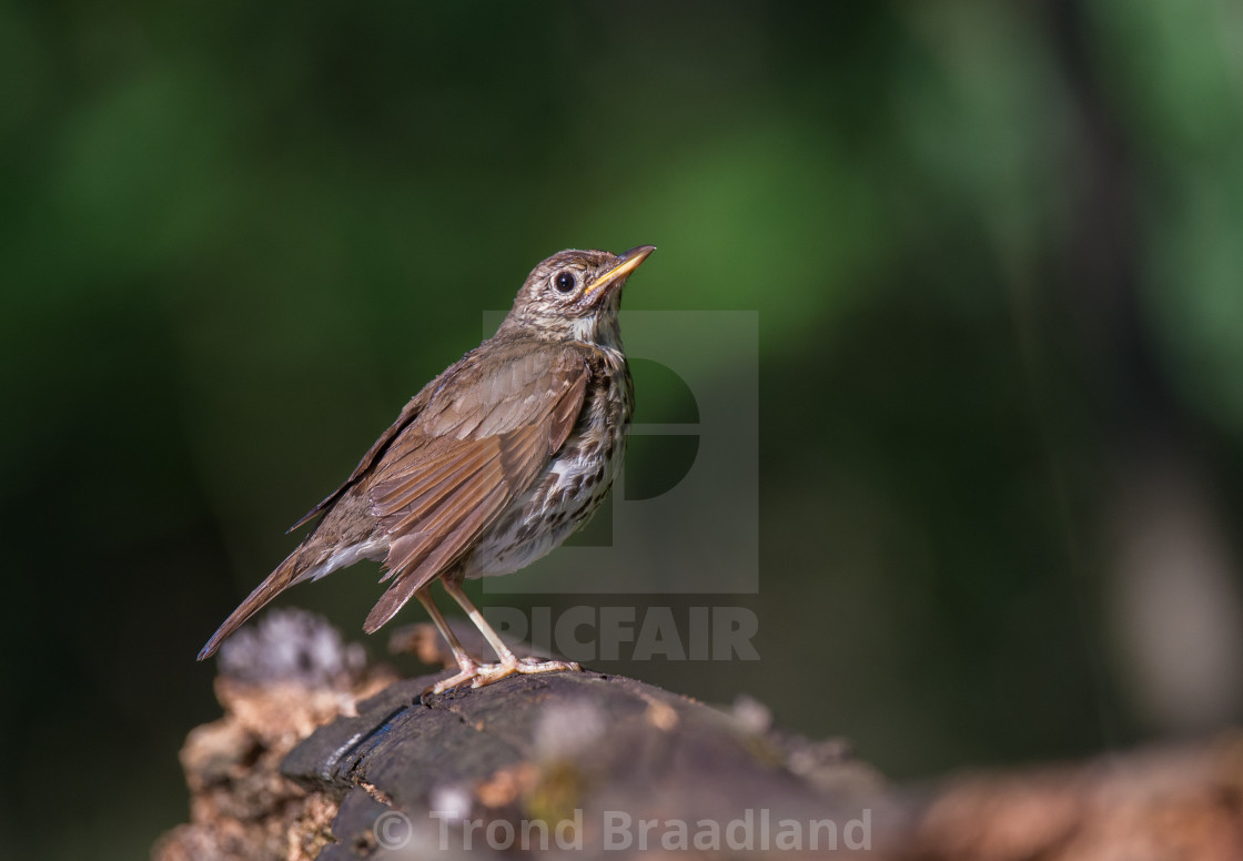 "Song thrush" stock image