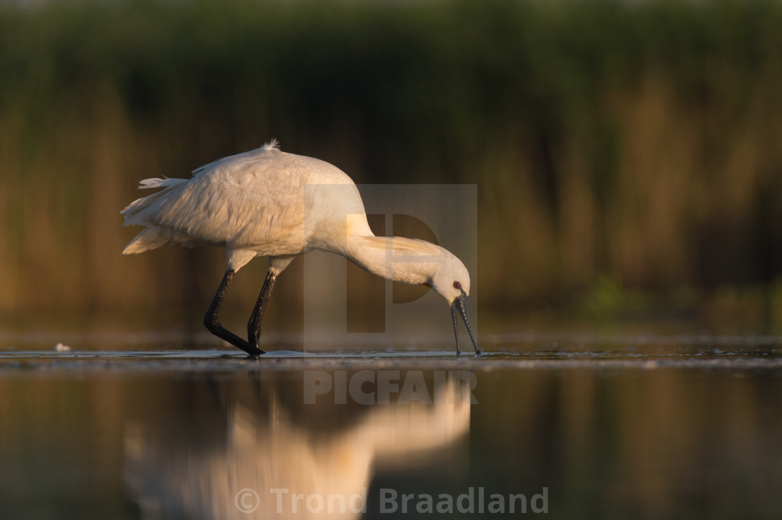 "Eurasian spoonbill" stock image