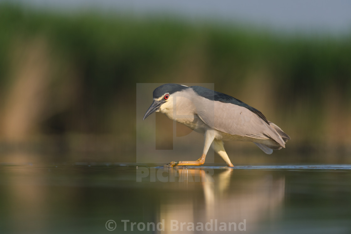 "Black-crowned night heron" stock image