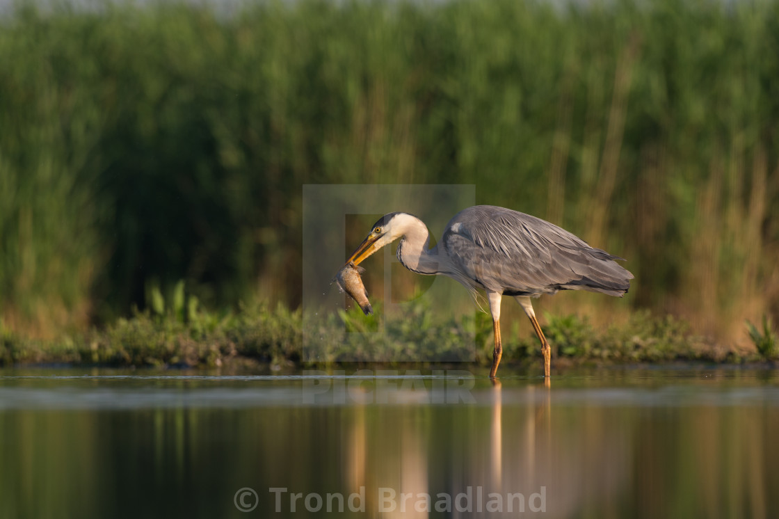 "Grey heron" stock image