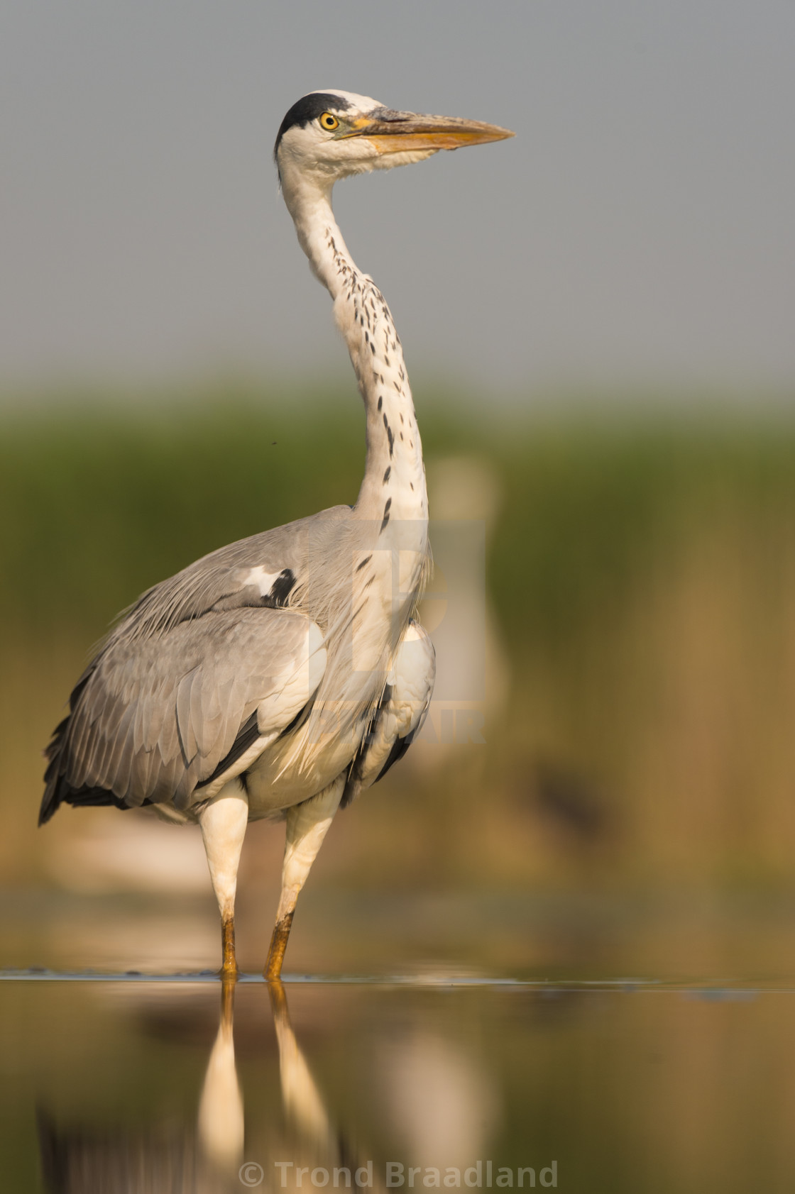 "Grey heron" stock image