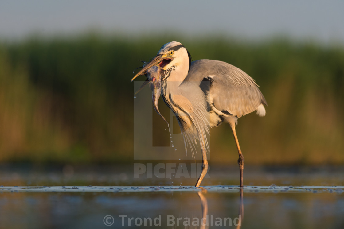 "Grey heron" stock image