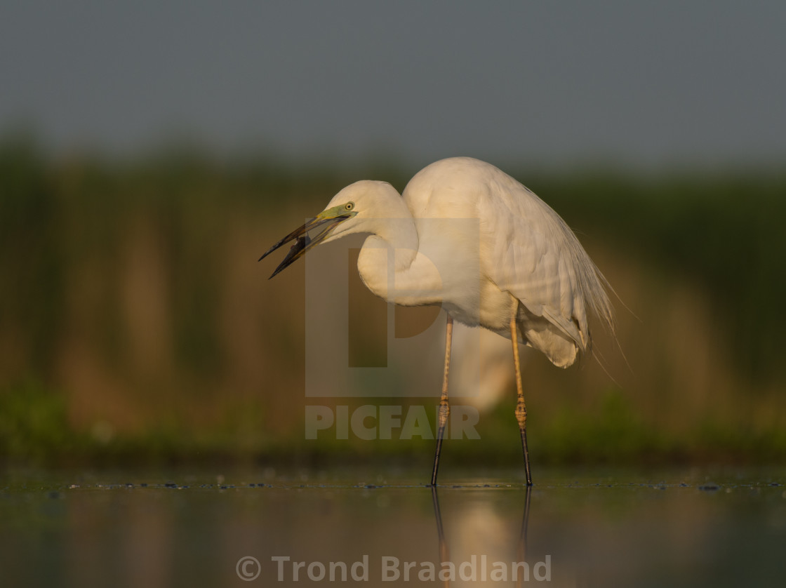 "Great egret" stock image