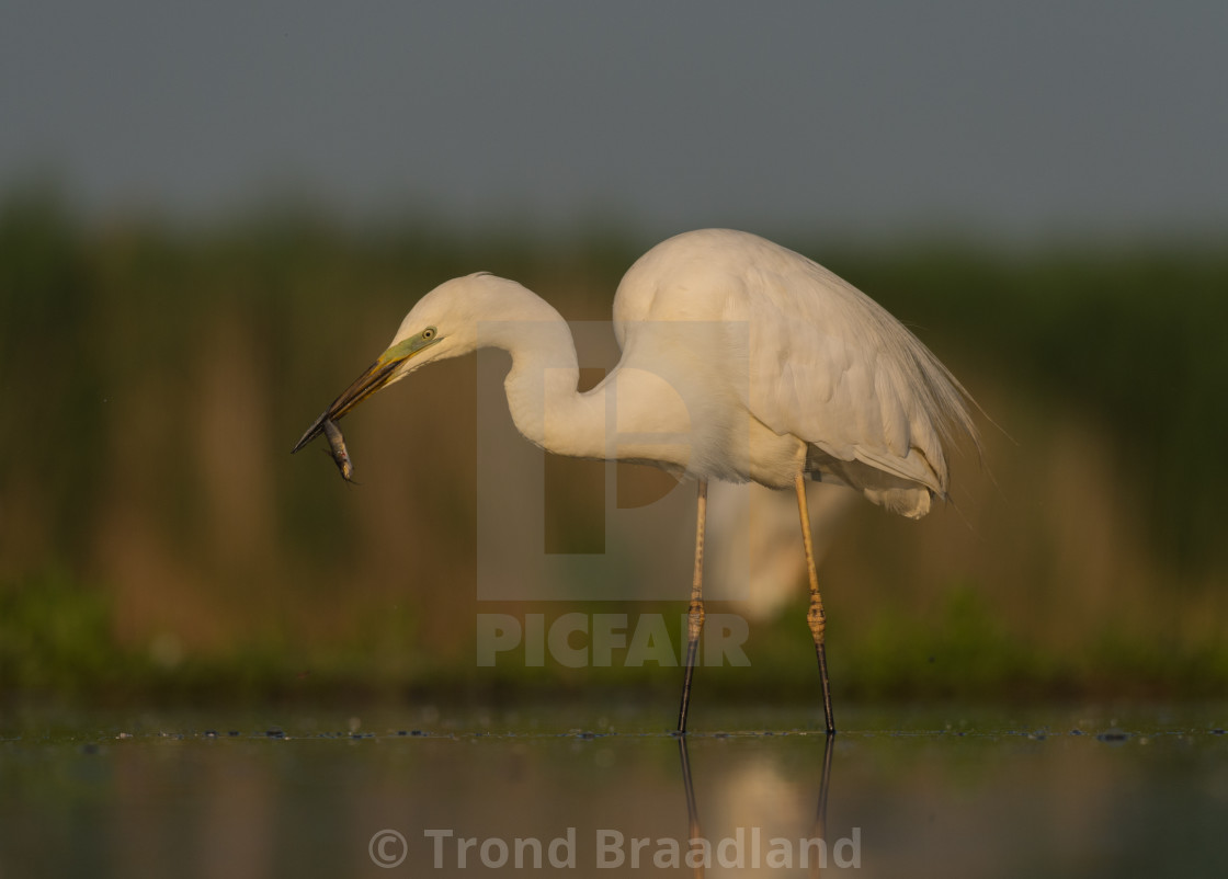 "Great egret" stock image