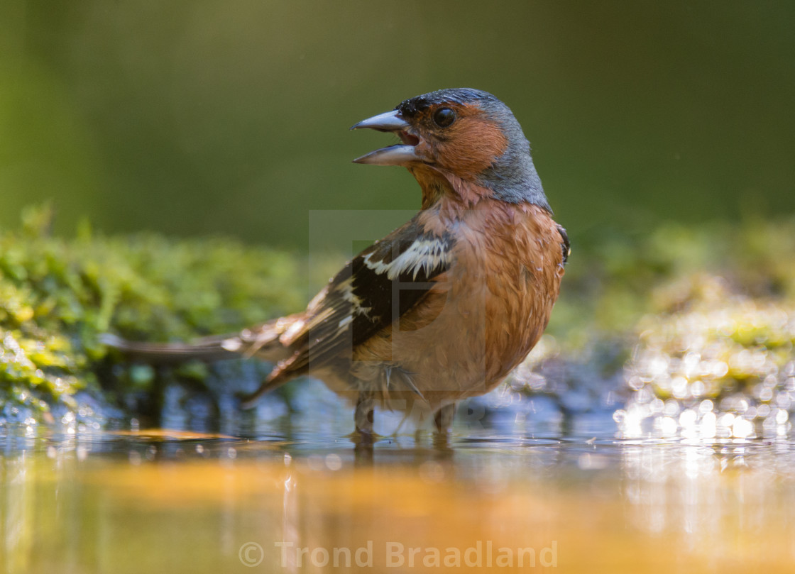 "Common chaffinch" stock image