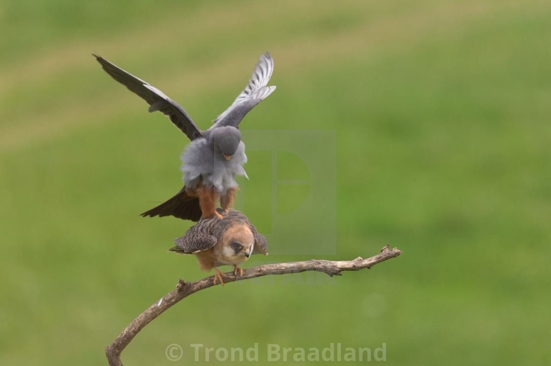 "Red-footed falcons" stock image