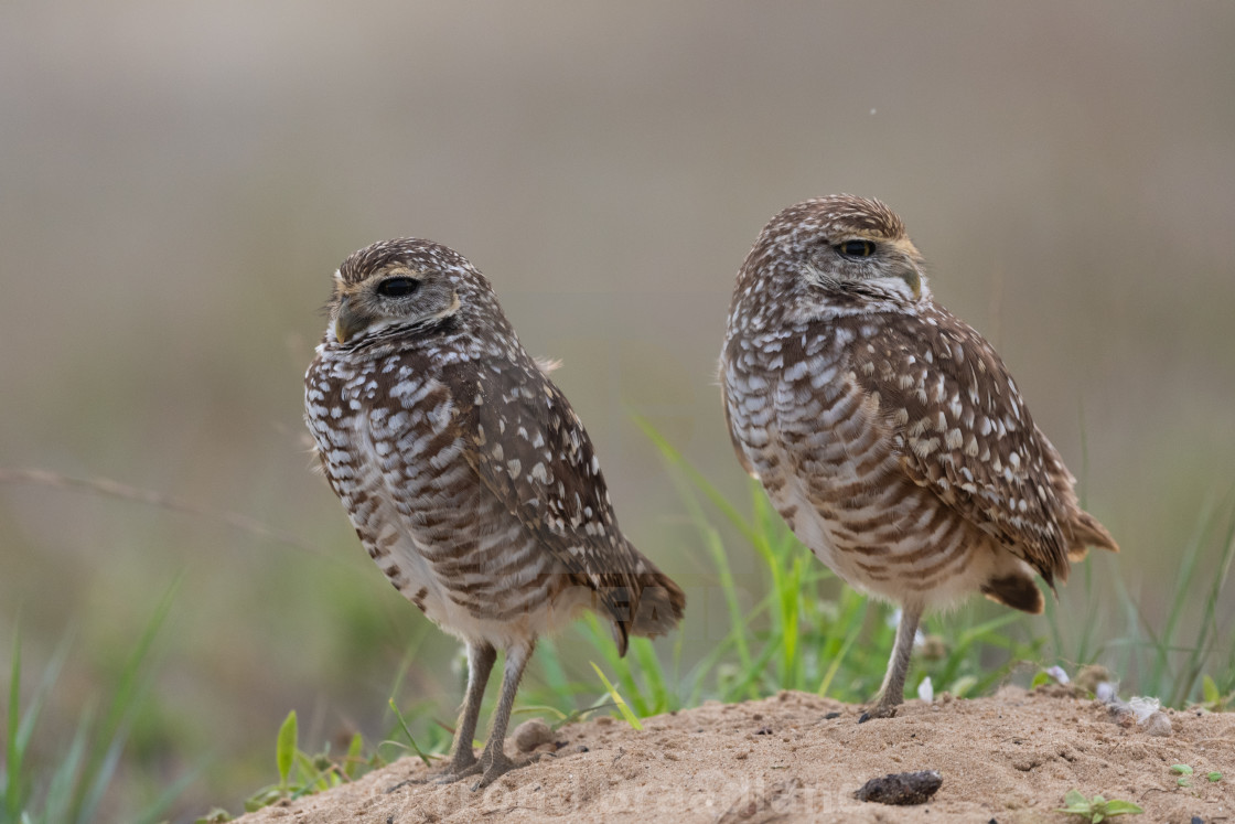 "Burrowing owls" stock image