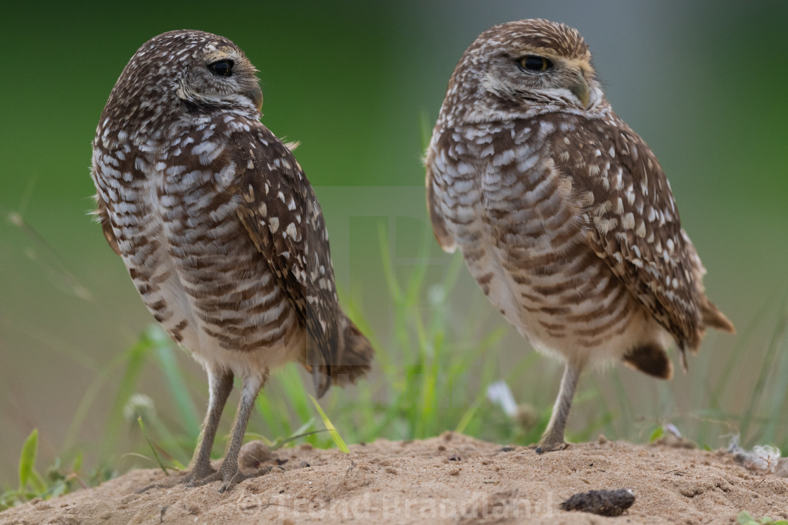 "Burrowing owls" stock image