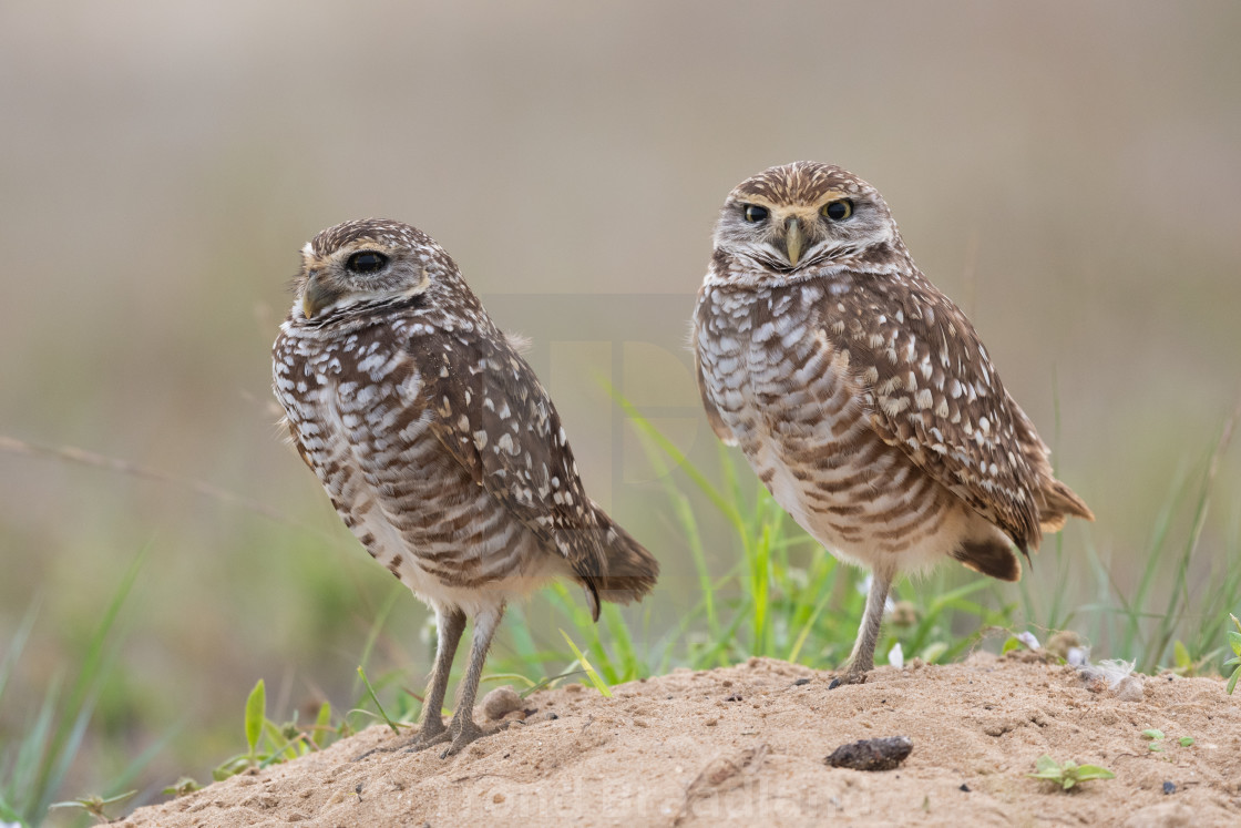 "Burrowing owls" stock image