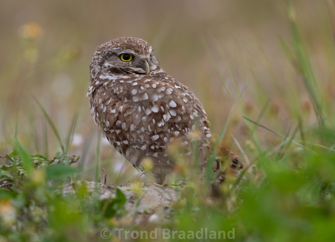 "Burrowing owl" stock image