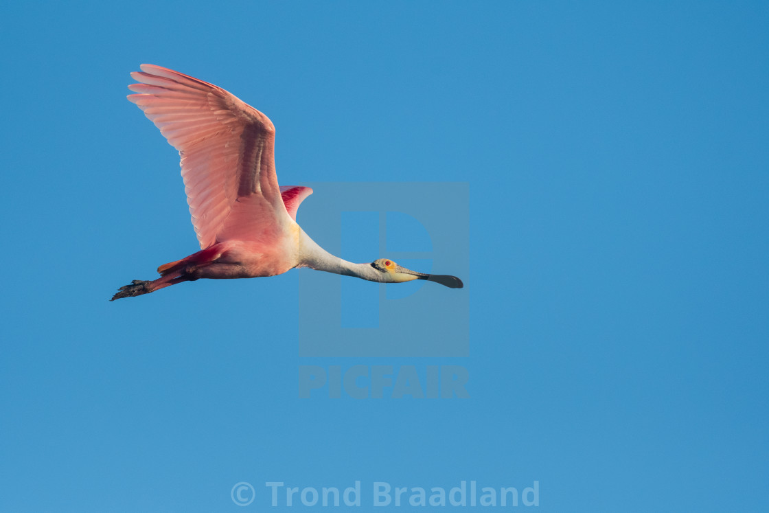 "Roseate spoonbill" stock image