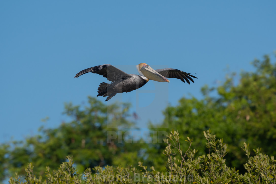 "Brown pelican" stock image