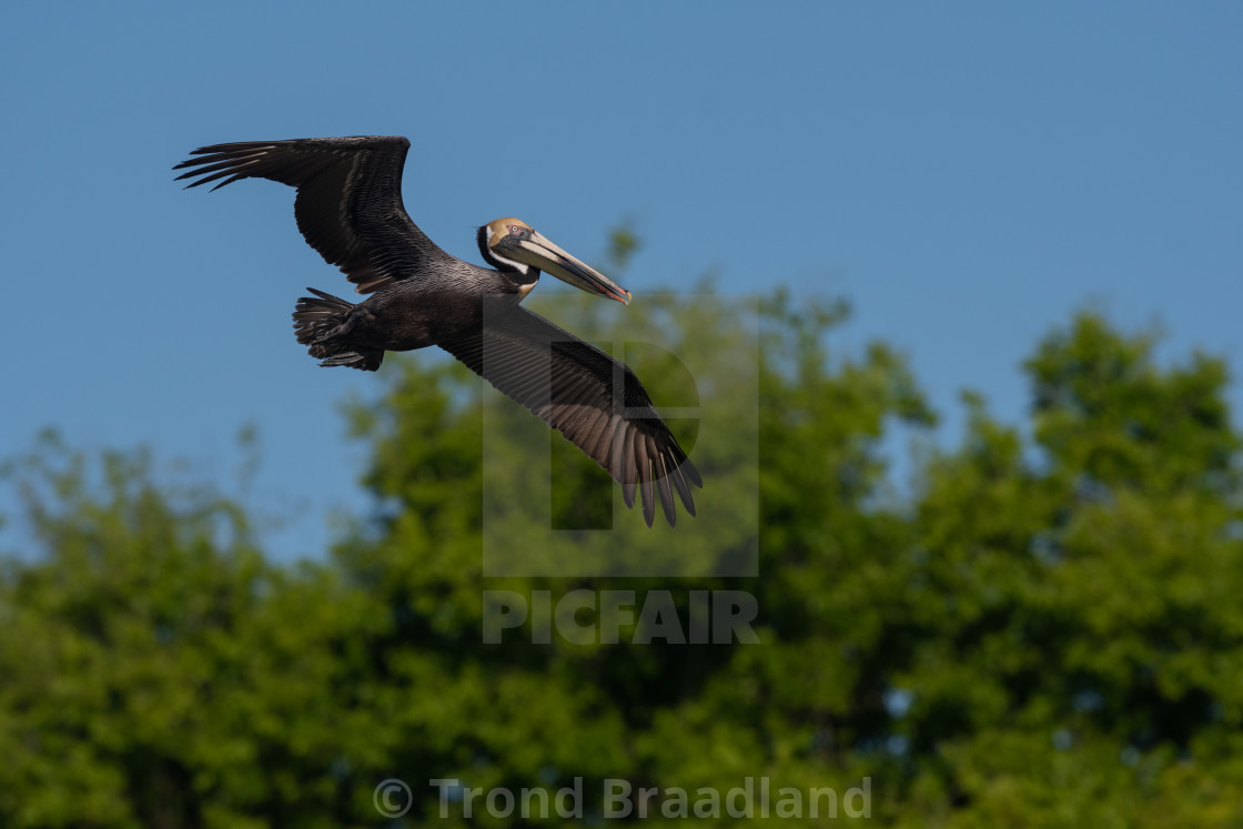 "Brown pelican" stock image