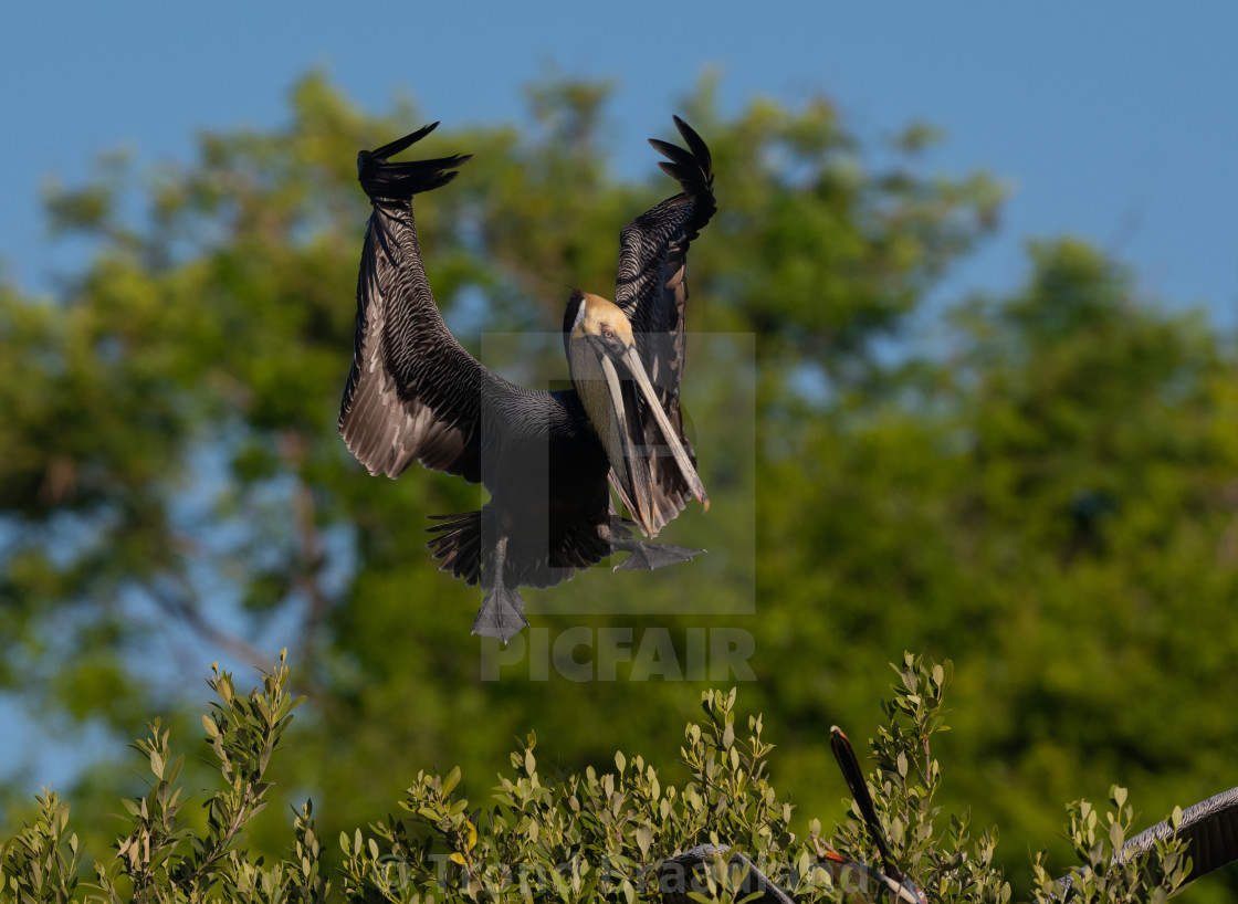 "Brown pelican" stock image