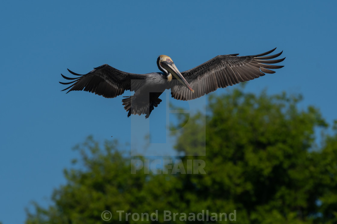 "Brown pelican" stock image