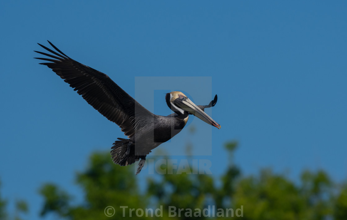 "Brown pelican" stock image