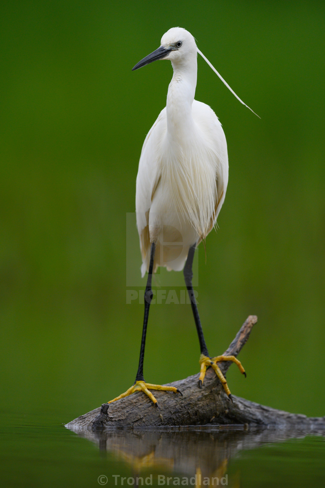 "Little egret" stock image