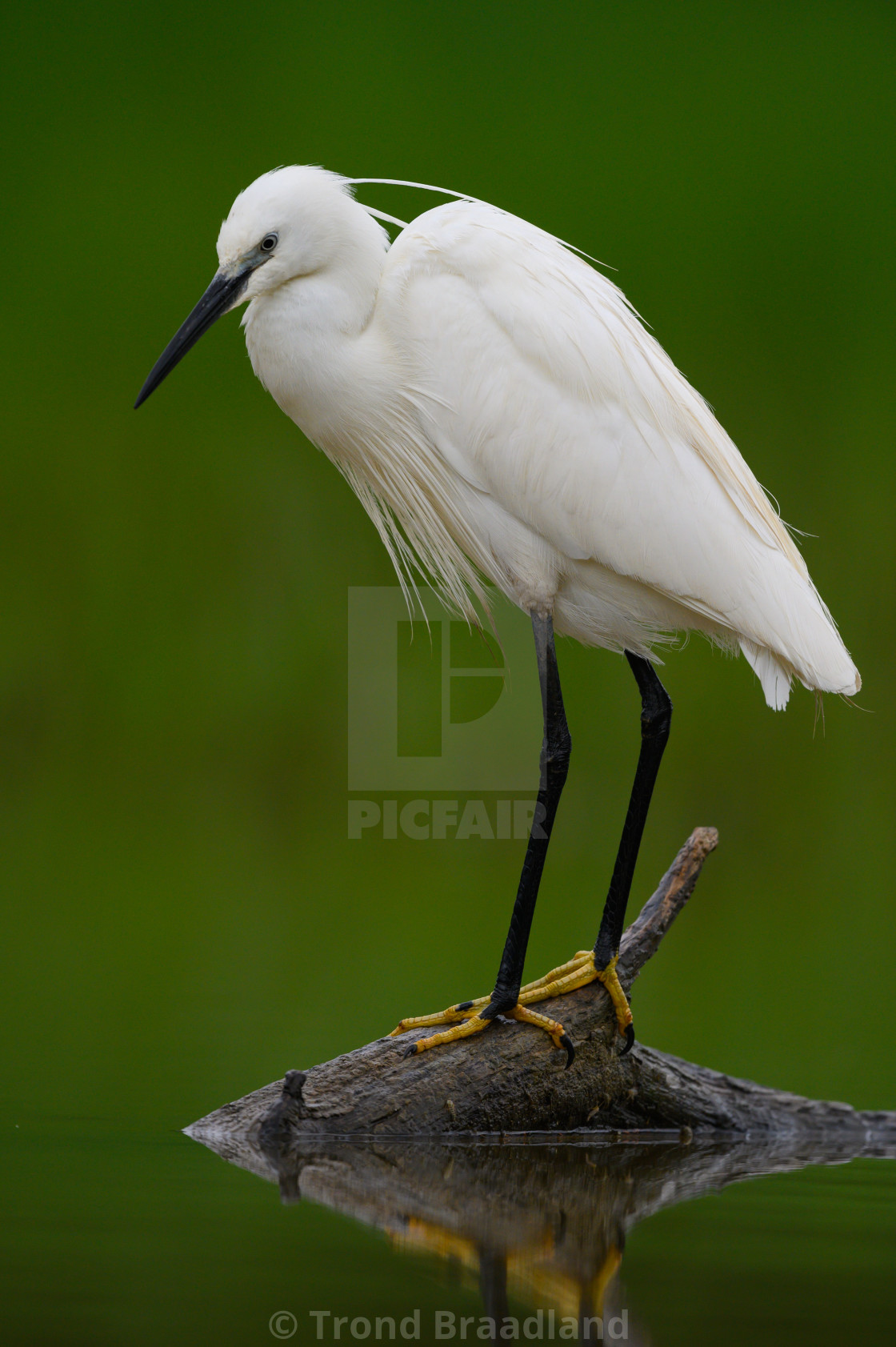 "Little egret" stock image