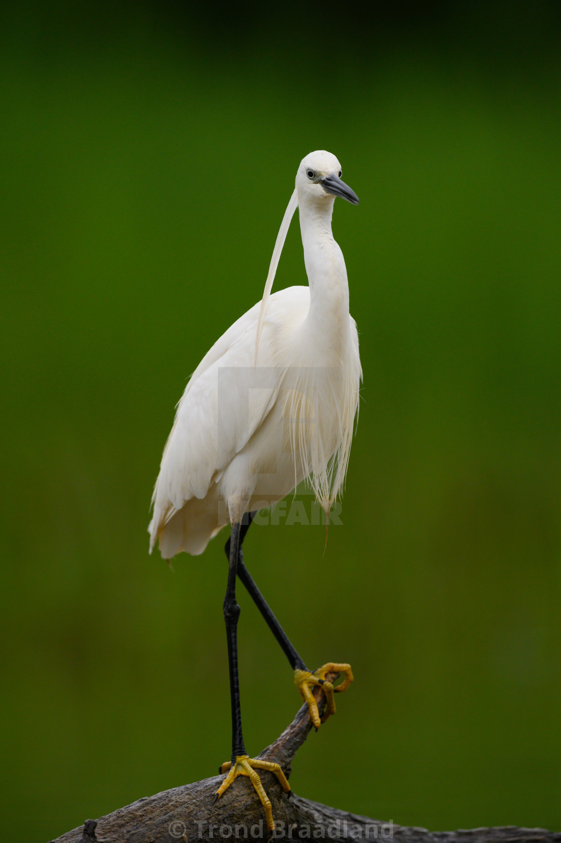 "Little egret" stock image