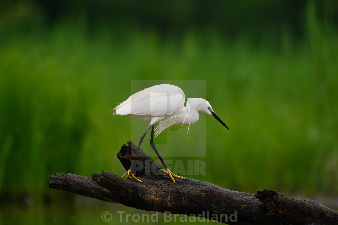 "Little egret" stock image