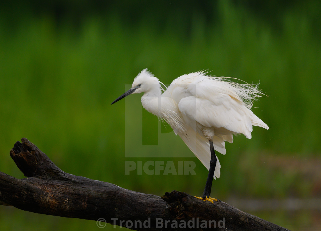 "Little egret" stock image