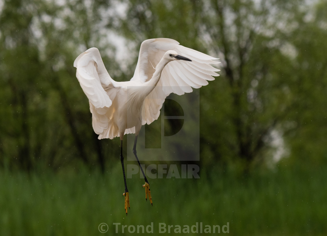 "Little egret" stock image