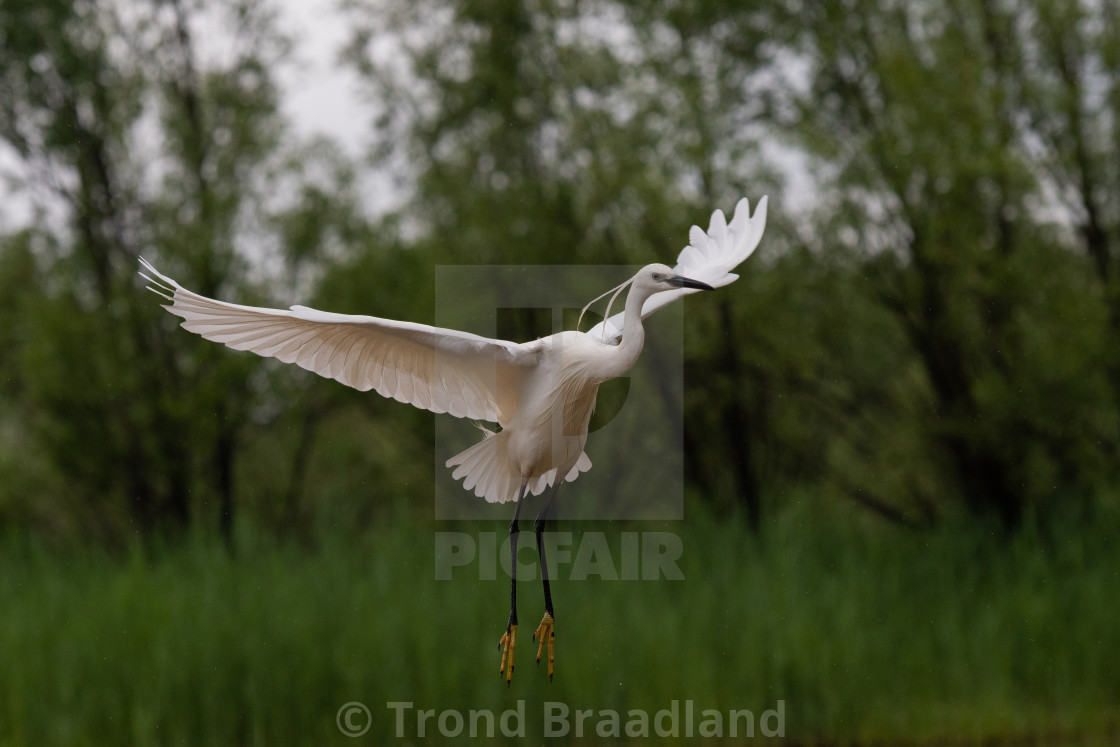 "Little egret" stock image