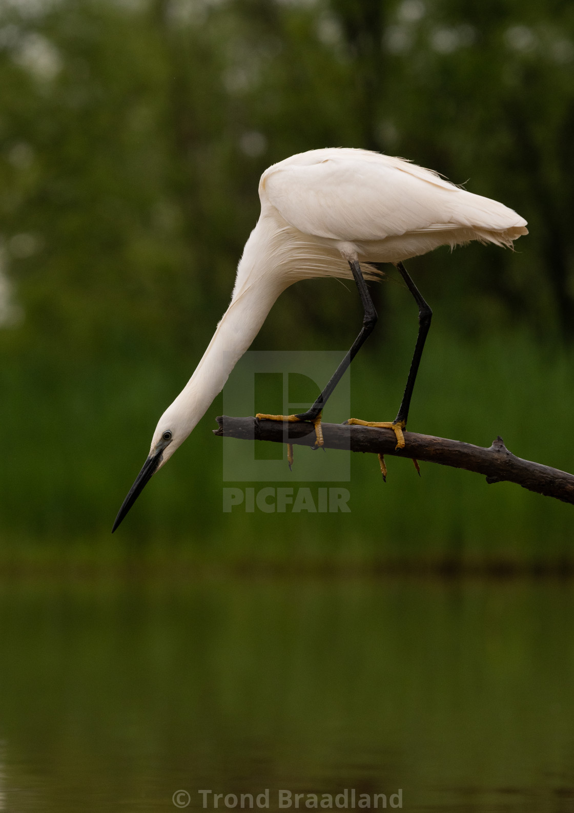 "Little egret" stock image