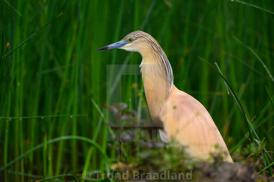 "Scuacco heron" stock image