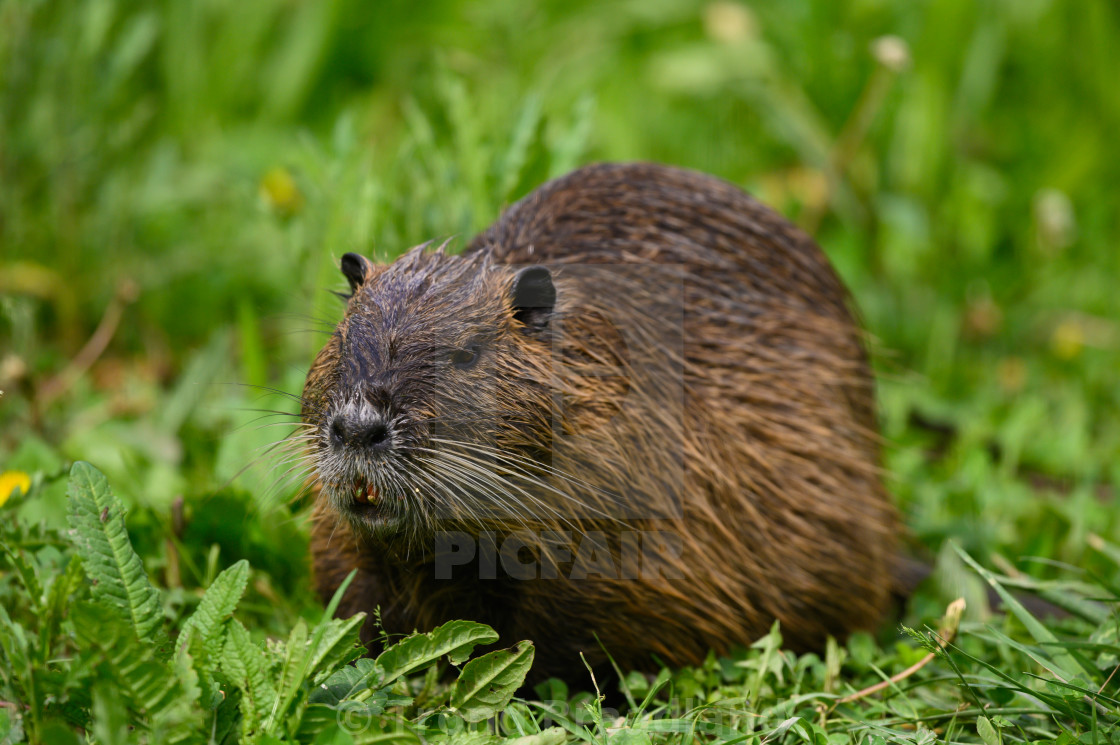 "Coypu" stock image