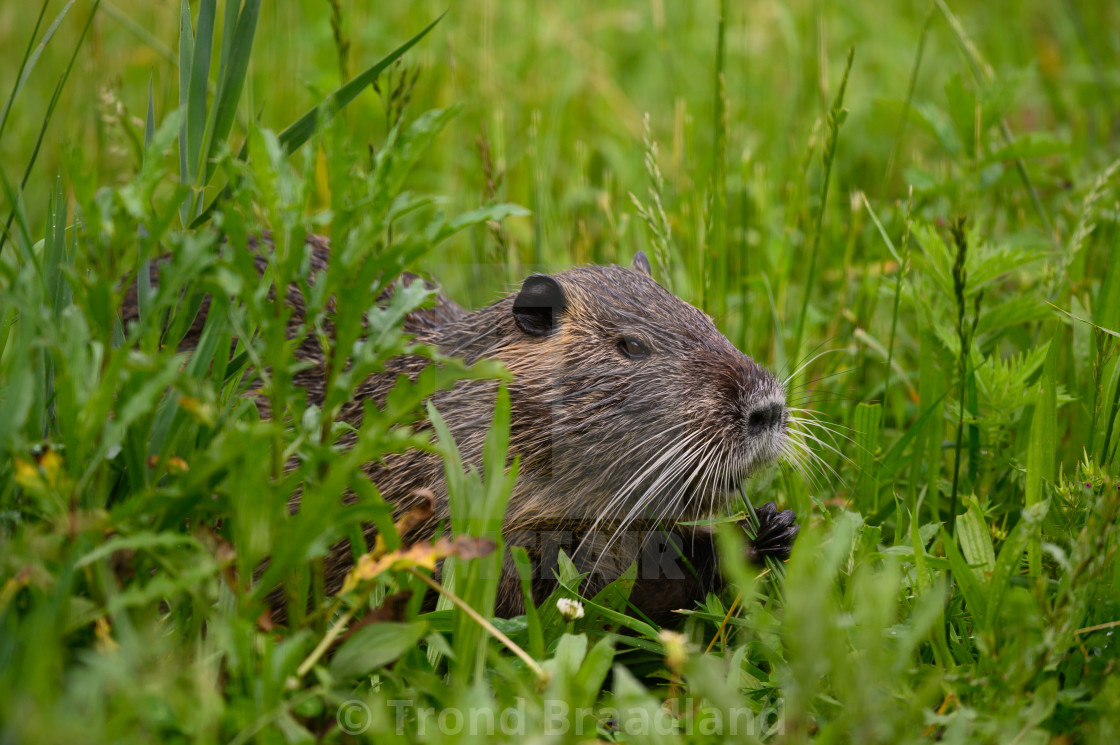 "Coypu" stock image