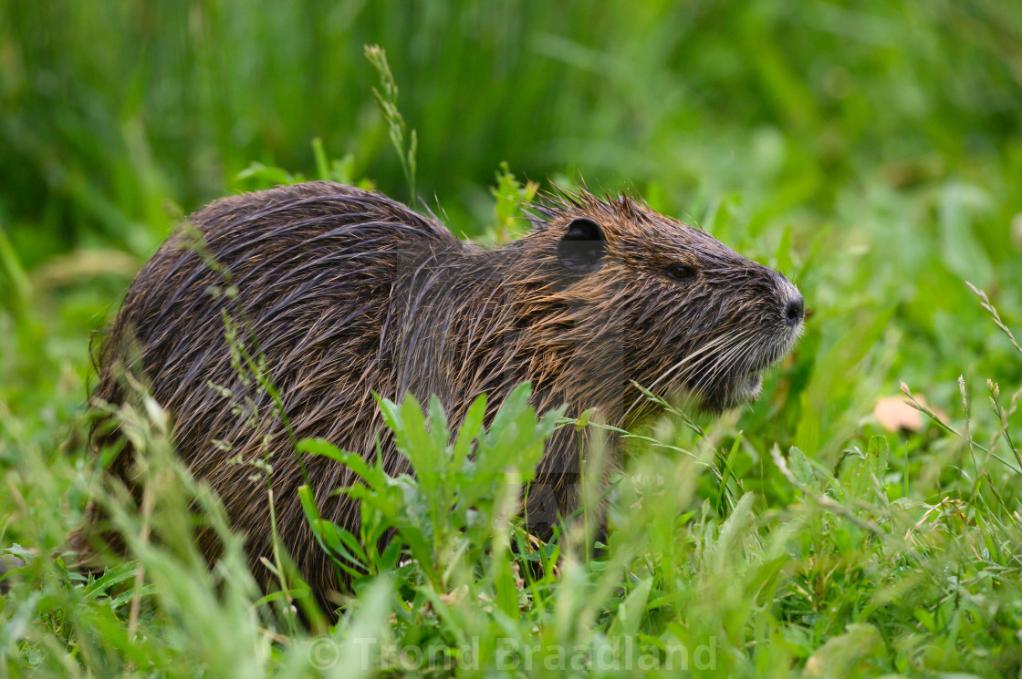 "Coypu" stock image