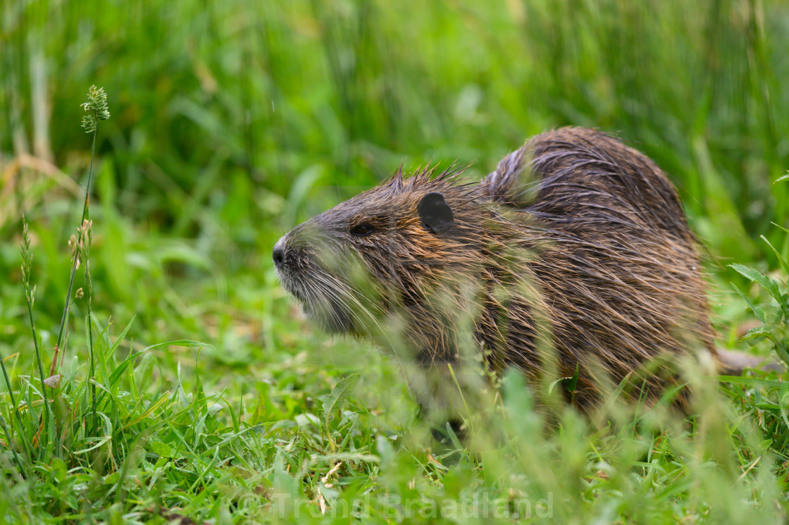 "Coypu" stock image