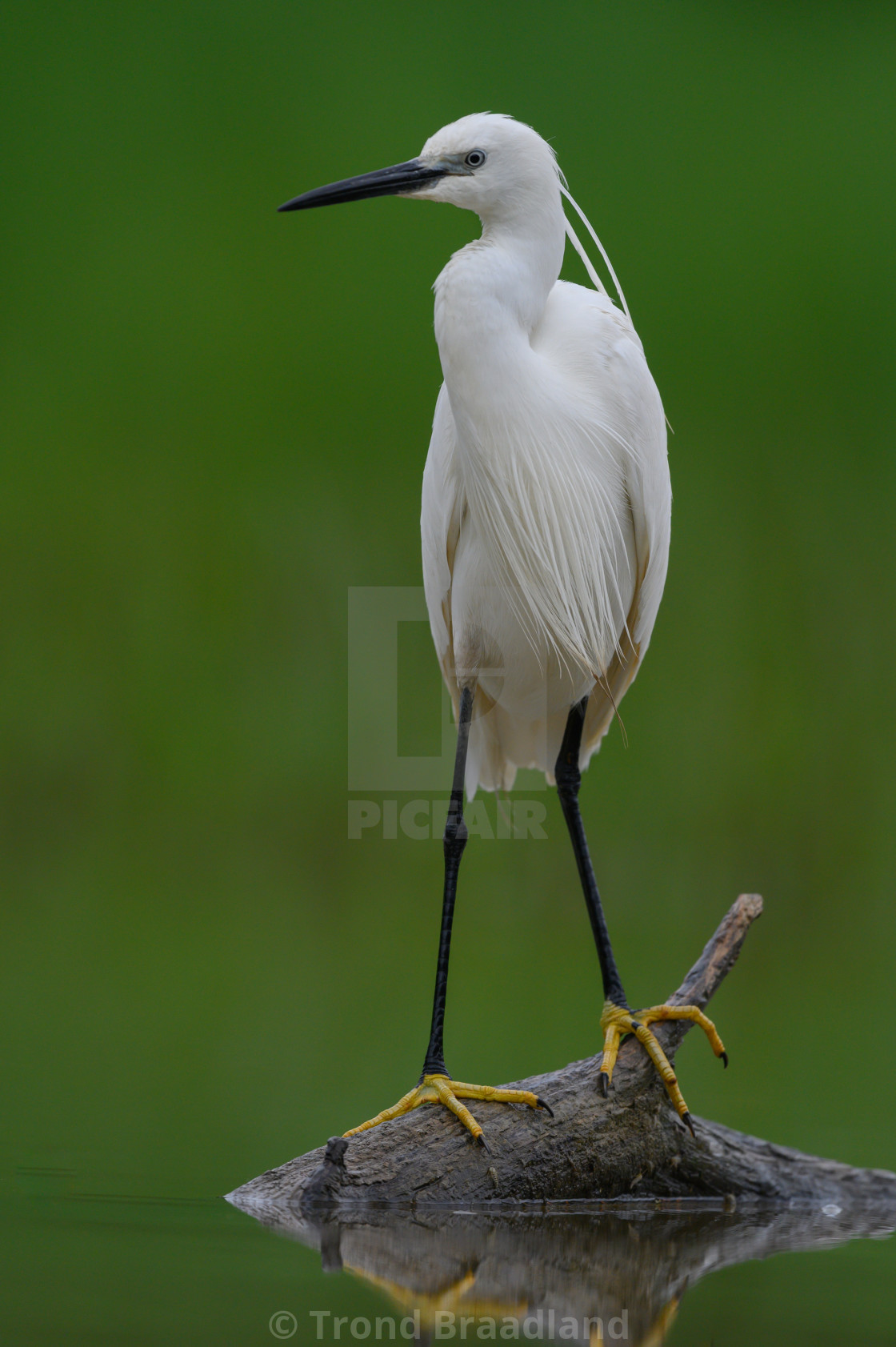 "Little egret" stock image